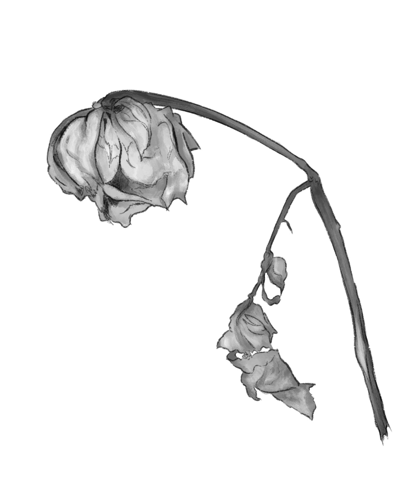 Illustration Ebook