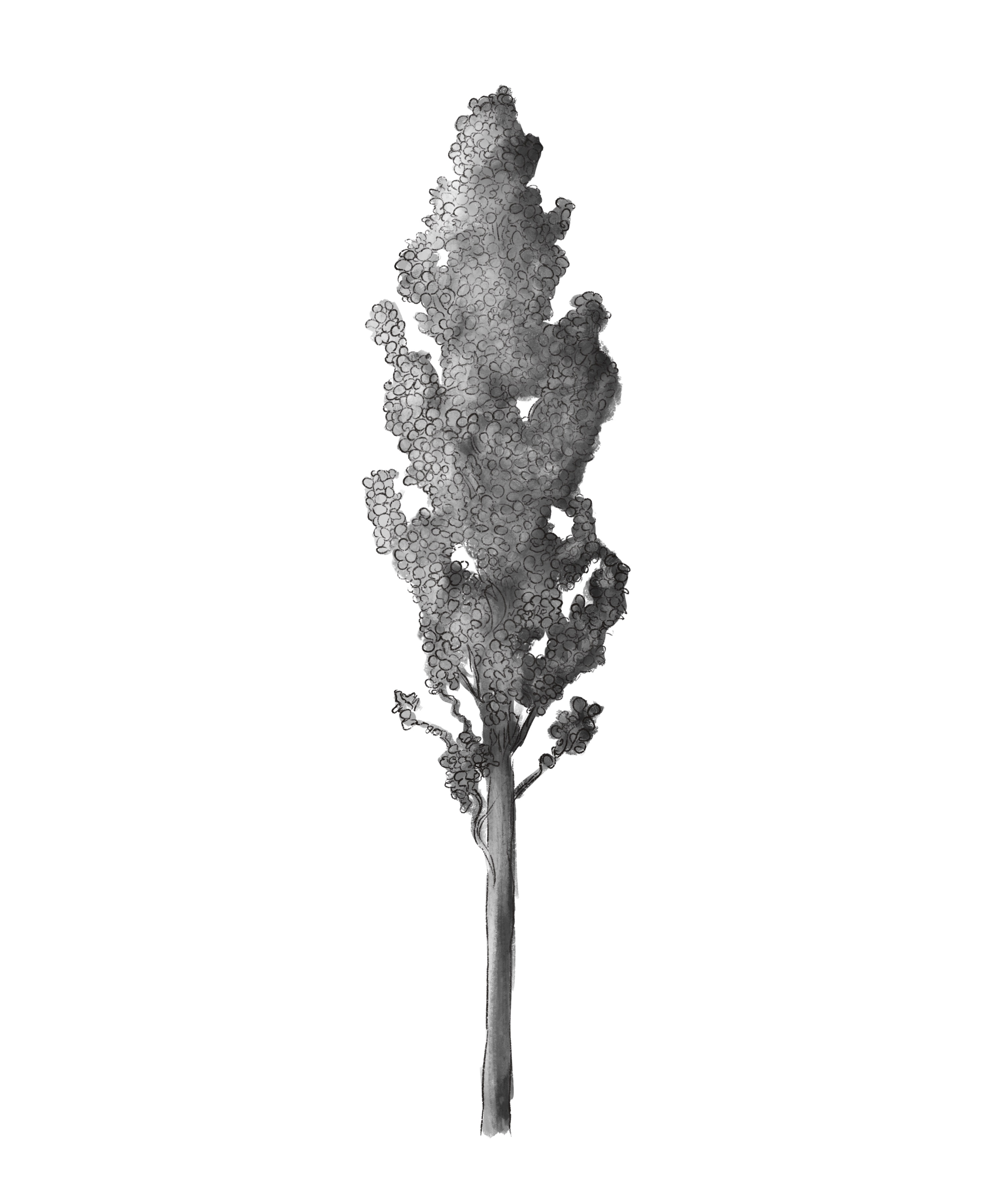 Illustration Ebook